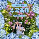 개화 | 2026 부산 태종대 수국축제 실시간 개화 후기 및 다누비열차 중단?