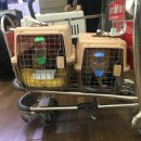 루비켄넬 이미지