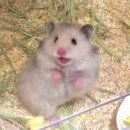 한림축사 | ~~2025 대학도시 춘천 포럼 서포터즈(스텝) 참여 후기~~