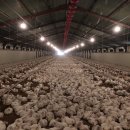 전남양계장 이미지