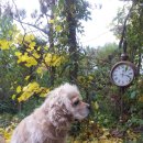 정종합동물병원 이미지