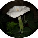 ★밤에피는야화(夜花)~흰독말풀 향기에 취해봅니다. 이미지