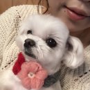 아껴줄개 이미지