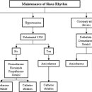 2011 ACCF/AHA/HRS Focused Update on the Management of Patients With Atrial Fibrillation (Updating the 2006 Guideline) 이미지