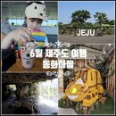 씨유제주송당마을점 | 6월 제주도 여행 동쪽 제주 동화마을 송당 스타벅스 데이지 수국 개화 실시간