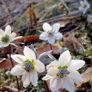 야생초농원 이미지