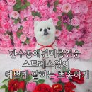 뽀송하개 이미지