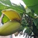 안덕면사무소 앞 이미지