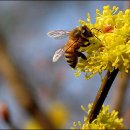 꽃과 그늘 이미지