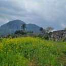 안덕면사무소 앞 이미지