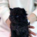 서울고양이분양 묘연 이미지