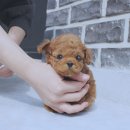 예쁜강아지 티스토리