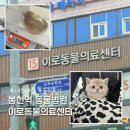 아띠동물의료센터 | 관악구 신림 봉천 동물병원 이로동물의료센터 내돈내산 후기