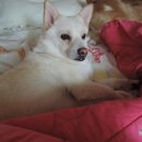 동현24시동물병원 이미지