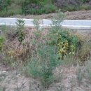 임피농장 이미지