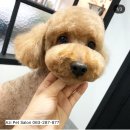 아지펫살롱 이미지