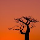 바오밥나무기타 이미지