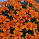 경기옛길 의주길 제4길 파주고을길 이미지