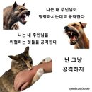 개와고양이 이미지