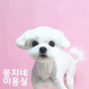 뭉치네 미용실 이미지