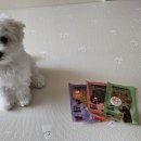 콩이네 방앗간 | 강아지영양식 : 콩이네 방앗간 수제화식 ♩ 강아지화식