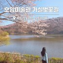 가실 | 용인 벚꽃 명소 호암미술관 가실벚꽃길 삼만육천지 실시간 후기