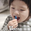 퍼피마마 | 제대로 된 치실 사용법, 플랙커스 치실 추천 이유