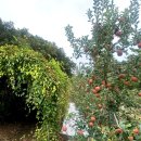 횡성농장 이미지