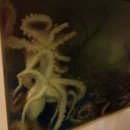 착한낙지 이미지