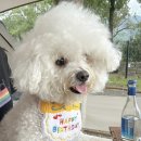 해피퍼피스데이 이미지