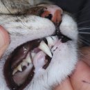 이영수 고양이 병원 | 인천 이영수고양이병원 3살 야옹이 건강검진후기