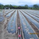 부엉이 농장 이미지