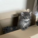 행복한집사 이미지