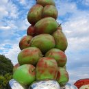 어슬렁대추정원 이미지