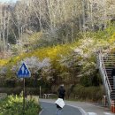 두바퀴쉼터 | 서울 벚꽃 명소 추천 연희숲속쉼터 홍제폭포 카페폭포 주차 실시간 개화 아이랑 방문 후기