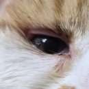 푸른별안과동물병원 이미지