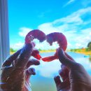 정일2호 | 인천 대하구이, 영종도 서해수산본점 주말방문 내돈내산후기