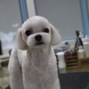 몽몽이 애견미용 이미지