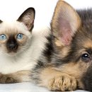 강아지와고양이 이미지