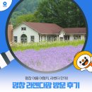 라벤다 | 평창 여름 여행지, 라벤더 만개! &#34;평창 라벤다팜&#34; 방문 후기