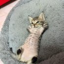 꼬마야 이미지