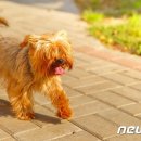 산책 이미지