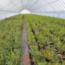 올리브나무 이미지