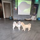 마이펫 부산대점 이미지