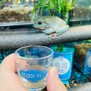디노펫