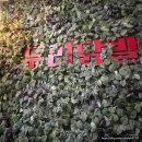 [사당역] 모르는 사람은 간첩인 두리닭발 후기