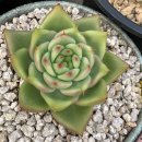 솔레미오 이미지