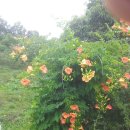 시리미로 이미지