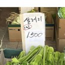 잠홍