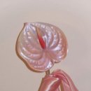 플라워 스타일링 이미지